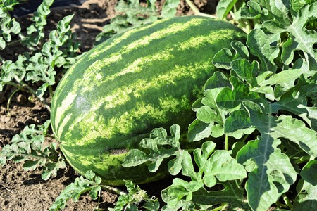 Watermelon plantationの写真素材