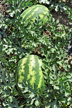 Watermelon plantationの写真素材