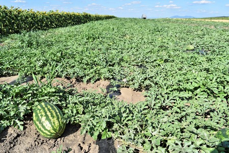 Watermelon plantationの写真素材
