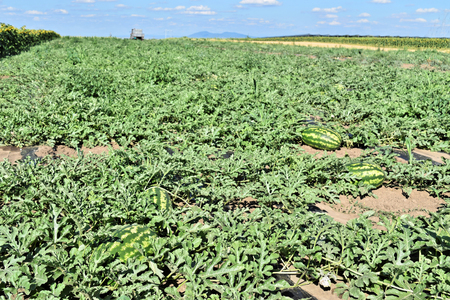 Watermelon plantationの写真素材