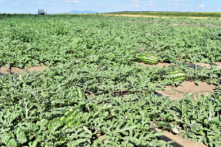 Watermelon plantationの写真素材