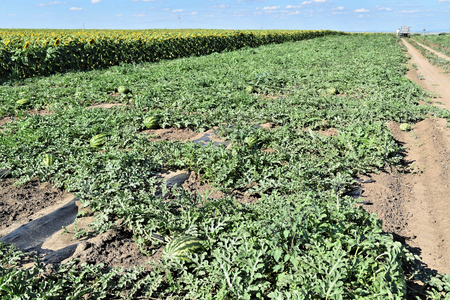 Watermelon plantationの写真素材