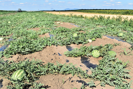 Watermelon plantationの写真素材