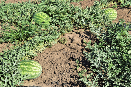 Watermelon plantationの写真素材