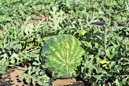 Watermelon plantationの写真素材