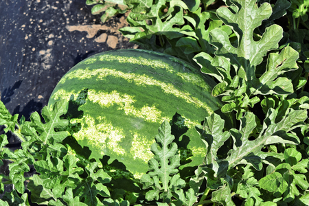 Watermelon plantationの写真素材