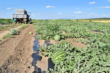 Watermelon plantationの写真素材