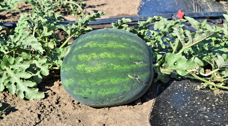 Watermelon plantationの写真素材