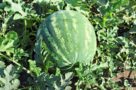 Watermelon plantationの写真素材