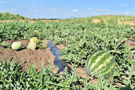 Watermelon plantationの写真素材