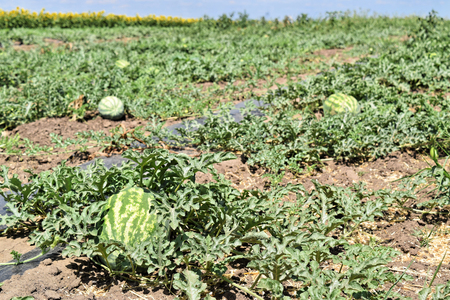 Watermelon plantationの写真素材
