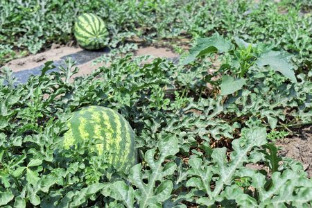 Watermelon plantationの写真素材
