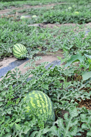 Watermelon plantationの写真素材