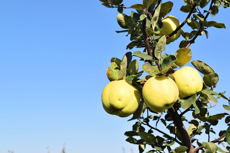 Apple quince fruit orchard in eastern Europeの写真素材