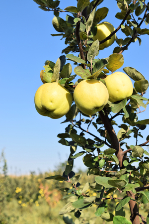 Apple quince fruit orchard in eastern Europeの写真素材