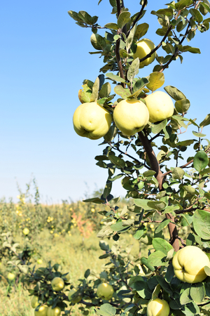 Apple quince fruit orchard in eastern Europeの写真素材
