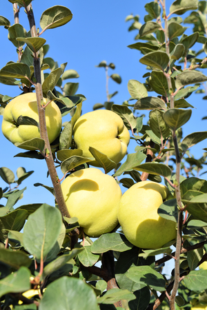 Apple quince fruit orchard in eastern Europeの写真素材