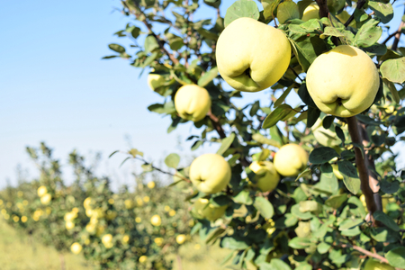 Apple quince fruit orchard in eastern Europeの写真素材