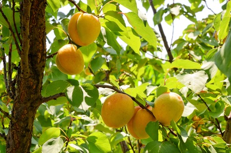 Apricot orchard in eastern Europeの写真素材