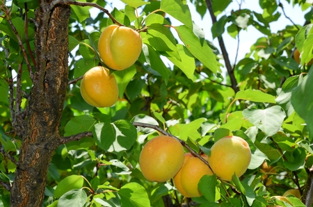 Apricot orchard in eastern Europeの写真素材