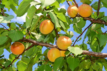 Apricot orchard in eastern Europeの写真素材