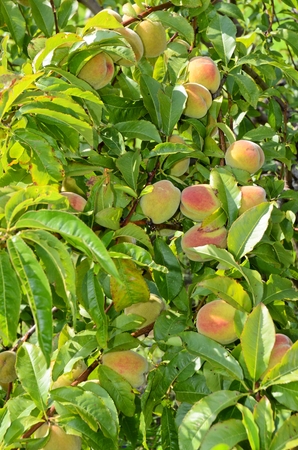 Apricot orchard in eastern Europeの写真素材