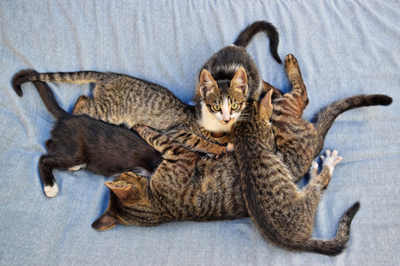 Mother cat breastfeeds her kittensの写真素材