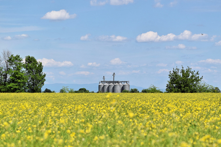 Silo surrounded by oilseed rape flowers in blossom during springtimeの写真素材