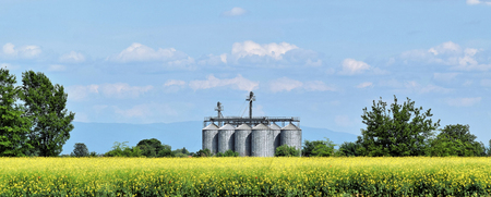 Silo surrounded by oilseed rape flowers in blossom during springtimeの写真素材