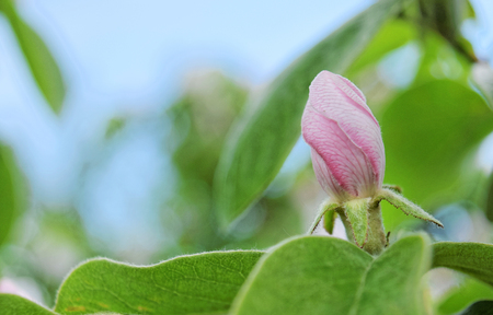 Quince bud and flower in springの写真素材