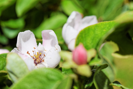 Quince bud and flower in springの写真素材