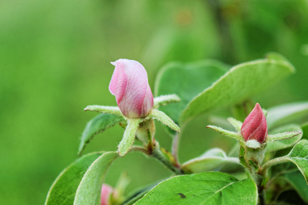 Quince bud and flower in springの写真素材