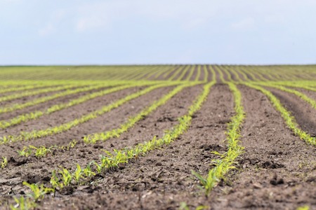 Young green cornfield in springの写真素材