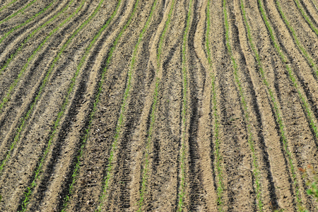 Young green cornfield in springの写真素材