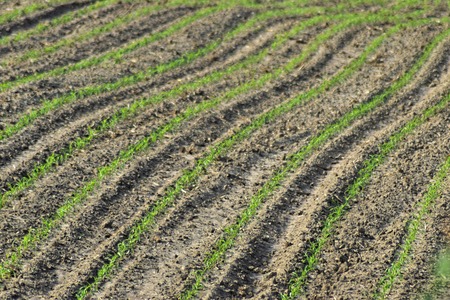 Young green cornfield in springの写真素材