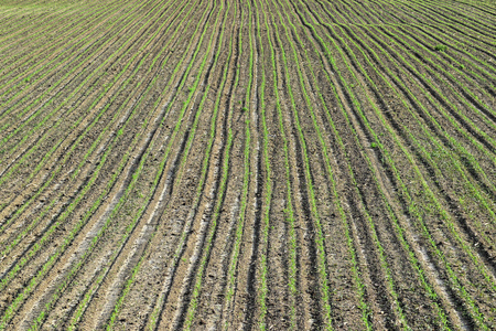 Young green cornfield in springの写真素材