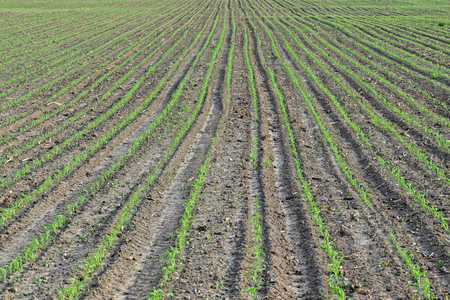 Young green cornfield in springの写真素材