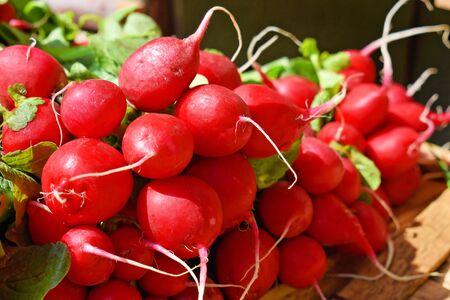 Bunch of fresh red radish at the marketplaceの写真素材