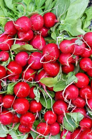 Bunch of fresh red radish at the marketplaceの写真素材