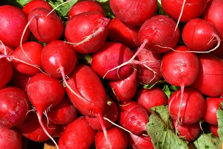 Bunch of fresh red radish at the marketplaceの写真素材