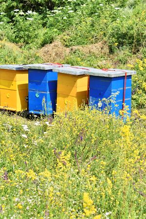 Small meadow honey farm in the wildflower field in bloomの写真素材