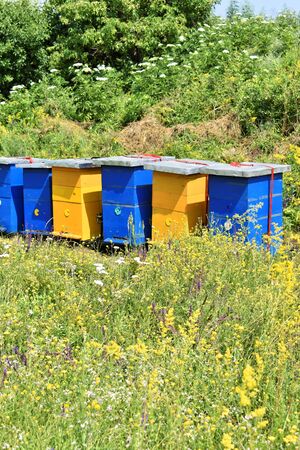 Small meadow honey farm in the wildflower field in bloomの写真素材