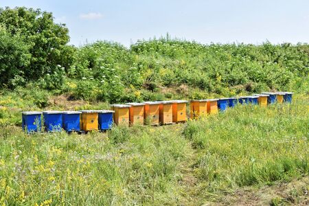 Small meadow honey farm in the wildflower field in bloomの写真素材