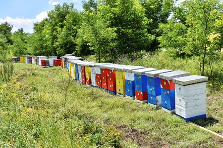 Small meadow honey farm in the wildflower fieldの写真素材