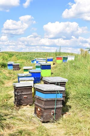 Small meadow honey farm in the wildflower fieldの写真素材