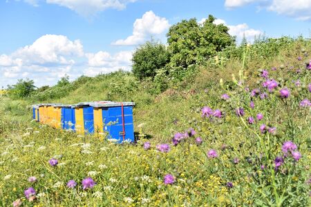 Small meadow honey farm in the wildflower field in bloomの写真素材