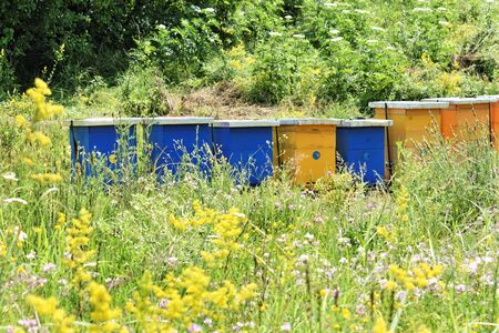 Small meadow honey farm in the wildflower field in bloomの写真素材