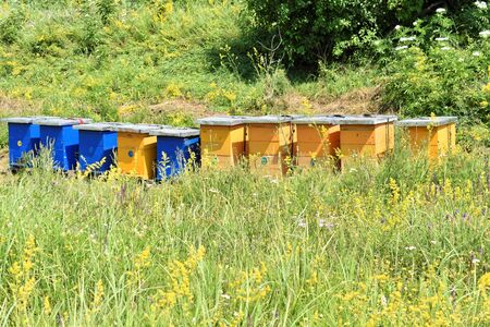 Small meadow honey farm in the wildflower field in bloomの写真素材