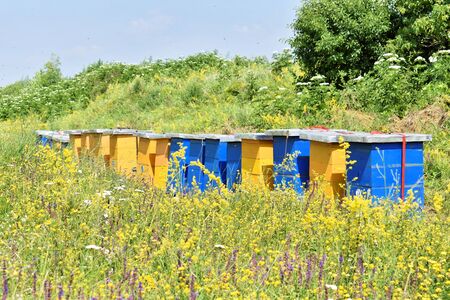 Small meadow honey farm in the wildflower field in bloomの写真素材