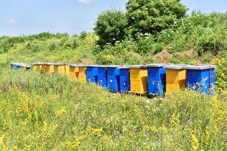 Small meadow honey farm in the wildflower field in bloomの写真素材